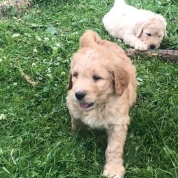 Bernedoodle, Labradoodle, and Poodle Puppies from Painted Doodles Farm LLC
