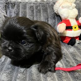 Shih Tzu Puppies from Hilltop Shih Tzus
