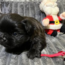 Shih Tzu Puppies from Hilltop Shih Tzus