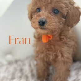 Eran - Red  male Poodle puppy in Gilbert, Arizona from My Poodle Bears