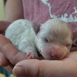 Carl - White male Bichon Frise puppy in Cave City, Kentucky from Loretta's Pups