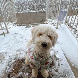 Coco - Goldendoodle