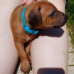 Rhodesian Ridgeback Puppies from Sans Peur Ridgebacks