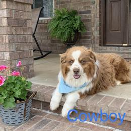 Cowboy - Australian Shepherd