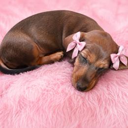 Sophie -AKC Pet Only - Wild boar female Dachshund puppy in Proctor, Montana from Blue Star Dachshunds