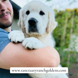 Golden Retriever Puppies from Sanctuary Ranch Goldens