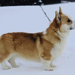 Wheeler - Red male Pembroke Welsh Corgi puppy in Boones Mill, Virginia from Cahas Corgis of Virginia