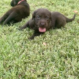 Golden Retriever and Labrador Retriever Puppies from All Around Retrievers
