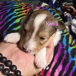 Katia - Sable & white female Toy Shetland Sheepdog puppy in Houston, Texas from LaLa's Lilliputian Lassies