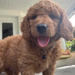 Oakley - Apricot male Goldendoodle puppy in Sumner, Washington from Little Acre Doodles