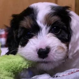 Cavalier King Charles Spaniels and Cavapoos from Precious Puppies