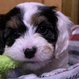 Cavalier King Charles Spaniels and Cavapoos from Precious Puppies