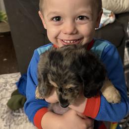 Dachshund Puppies from Birkin’ Paws