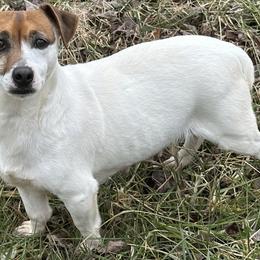 Jack Russell Terriers from Tuff Country Farm