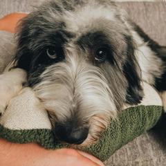 Australian Mountain Doodle and Bernedoodle All Grown Up from Country Creek Doodles