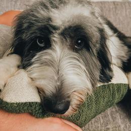Australian Mountain Doodle and Bernedoodle All Grown Up from Country Creek Doodles