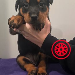 Red - Black and rust female Beauceron puppy in Batavia, New York from Oakland Beaucerons