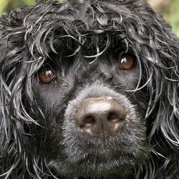 Portuguese Water Dogs from Rustyco/Cayenne