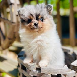 Gyro (Blue and Tan Merle Parti Male) - Blue merle male Pomeranian puppy in Buck Valley, Pennsylvania from Buck Valley Pomeranians