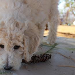 Poodle Puppies from Country Road Homestead