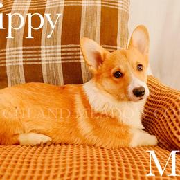 Skippy - Red male Pembroke Welsh Corgi puppy in Bend, Oregon from Highland Meadow Corgis
