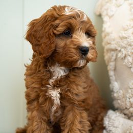 Phoenix - Red male Cavapoo puppy in Blanding, Utah from Card’s Cavaliers