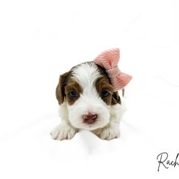 Rachael Merle Parti (poss roan) - Merle female Australian Labradoodle puppy in Wamego, Kansas from Doodles of Oz