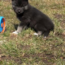 Tootie - Black tan and white female Siberian Husky puppy in Wisconsin from Liberty Siberians