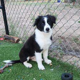 Hawk - Black and white male Border Collie puppy in Morgan, Texas from Shooting Star Ranch