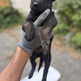 Mr trouble - Black brindle male Dutch Shepherd puppy in Lake Forest, California from Lisa's Dutchies