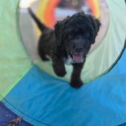 Boy 3 - Brown male Lagotto Romagnolo puppy in Salida, California from Harper's Lagotti
