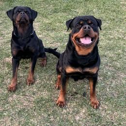 Rottweiler puppies from VHWilliamsRottweilers