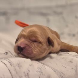 Orange - Dark golden male Golden Retriever puppy in Taft, Tennessee from McGraw's Fetching Pups