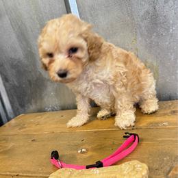 Pink collar female - Apricot female Aussiedoodle puppy in Valdosta, Georgia from Fifth Day Farm