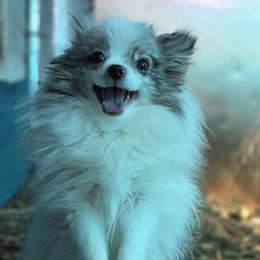 Pollen - Chocolate merle female Pomeranian puppy in Albuquerque, New Mexico from Noko's dogs
