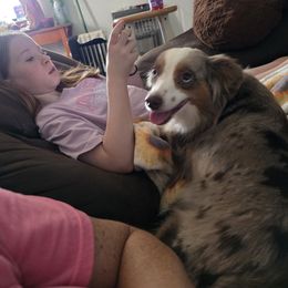 Miniature Australian Shepherd puppies from Tin Roof Aussies