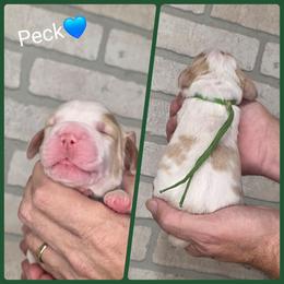 Peck - Lemon and white male English Springer Spaniel puppy in Freeland, Michigan from McNally's Springer Spaniels