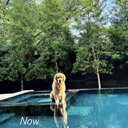 Golden Retriever Puppies from Dogwood Springs Golden Retrievers
