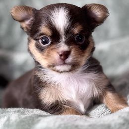 Denali - Chocolate and tan male Chihuahua puppy in Colorado from American Dream Chihuahua’s