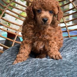 Boy one - Red  male Poodle puppy in Kissimmee, Florida from Anna's Puppy Tales