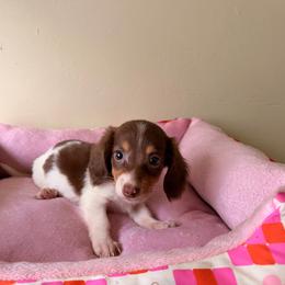 Seline - Piebald female Dachshund puppy in Magnolia, Texas from Carrie’s Countryside Dachshunds