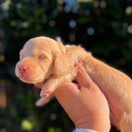 TRUFFLE - Cream female Dachshund puppy in Oakley, California from Delta Dachshunds