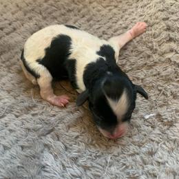 Girl 1 - Parti female Poodle puppy in Haddam, Kansas from Golden B Acres