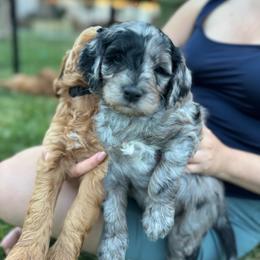 Owen - Merle male Goldendoodle puppy in Los Gatos, California from Willow & Rose Doodles