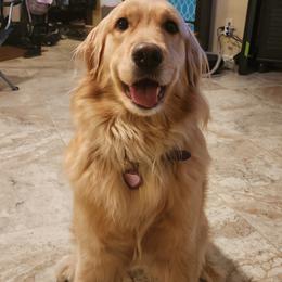 Nala - Golden Retriever