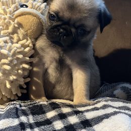 Duckie - Fawn male Pug puppy in Saint Pauls, North Carolina from Copperfield’s Goldens