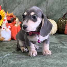 Blue Bell - Gray (blue) and cream female Dachshund puppy in Lincoln, Arkansas from Red Dirt Dachshunds