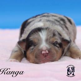 Kanga - Blue merle female Miniature Australian Shepherd puppy in Weeki Wachee, Florida from Arlington's Mini Aussies