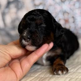 Nantucket - Tri-color male Cavapoo puppy in Beckley, West Virginia from By Design Doodles