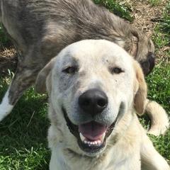 Anatolian Shepherd Dogs and Boxers from Country View Meadows Kennel